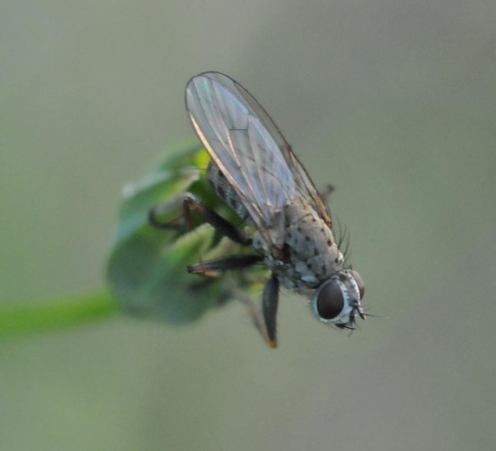 A small fly on a leaf