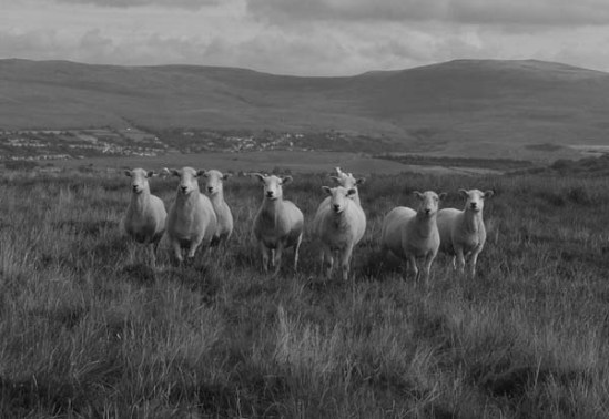 Sheep gang